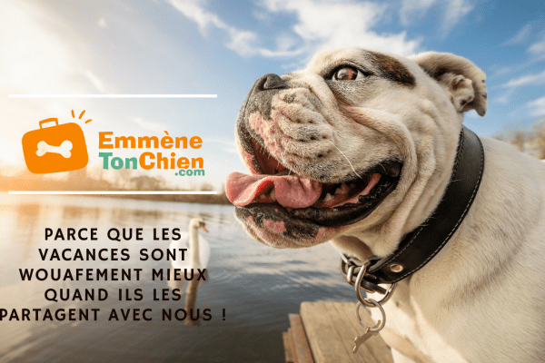 Guide de voyage avec un chien - destination dogfriendly