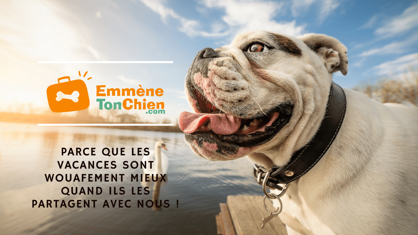 voyage long courrier avec chien