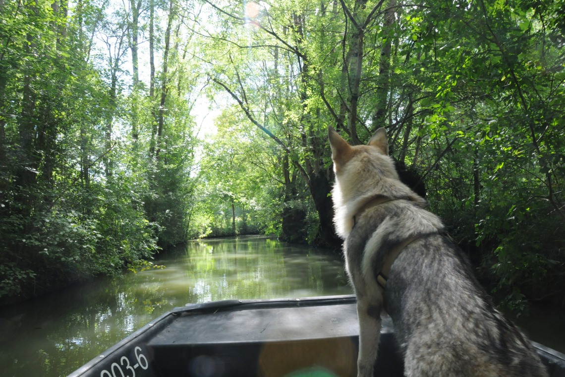 Barque sur les marais poitevin – Venise verte