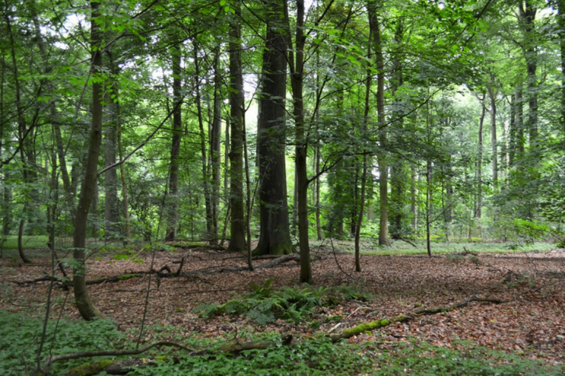 Balade dans les bois du Laerbeek