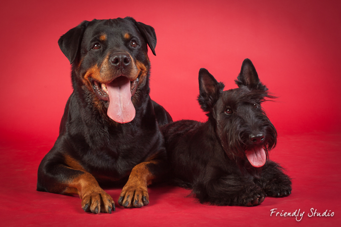 Friendly Studio – Le Photographe de Votre Animal de Compagnie