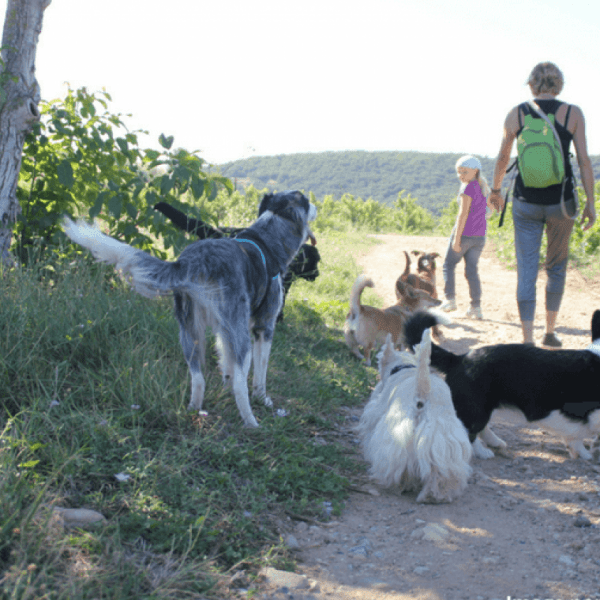 Groupe de balade - Promenade et randonné entre chien ( 81)