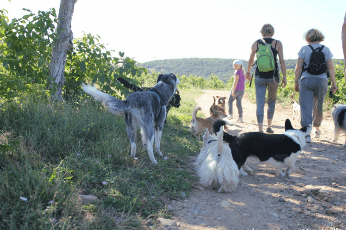 Groupe de balade – Co-Promener Son Chien (22)