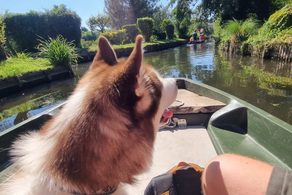 @taiko_husky - Hortillonnages Amiens avec un chien - somme tourisme