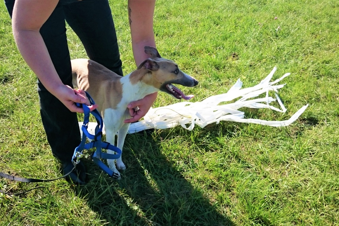Coursing Club des Lévriers de Bourgogne