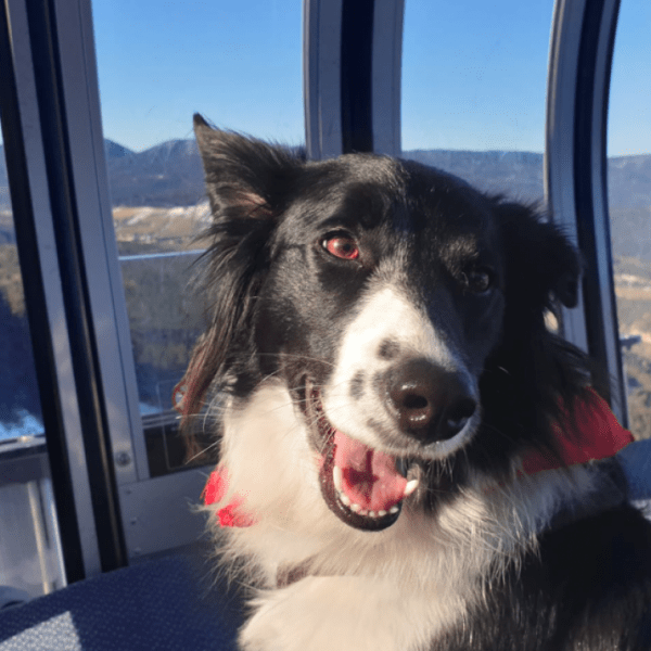 Villard-de-lans-vacances-chien-emmenetonchien-ski-chien-station-ski-chien