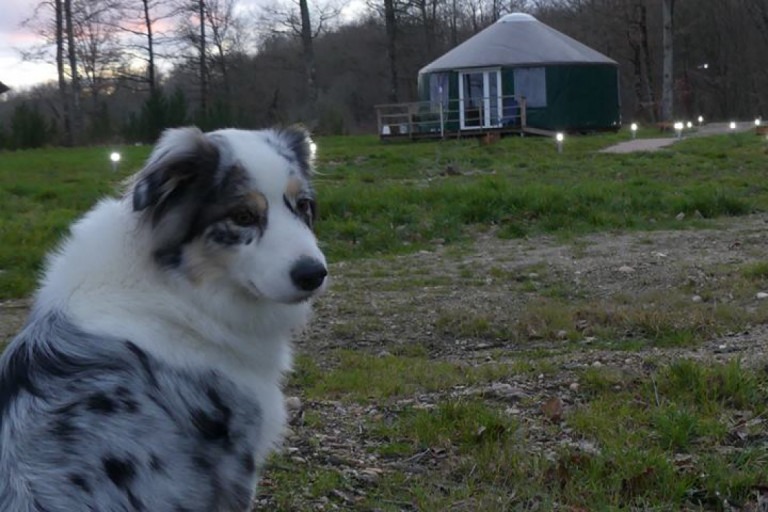 Chien devant l'un des Yourtes des 5 Chemins dans le massif du Sancy dans le Puy de Dôme en Auvergne