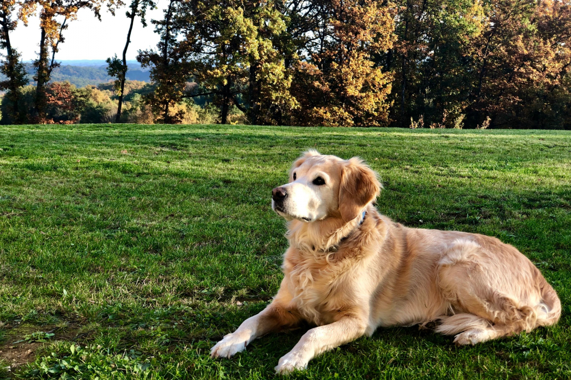 Yelloh! Village Domaine des Chênes Verts