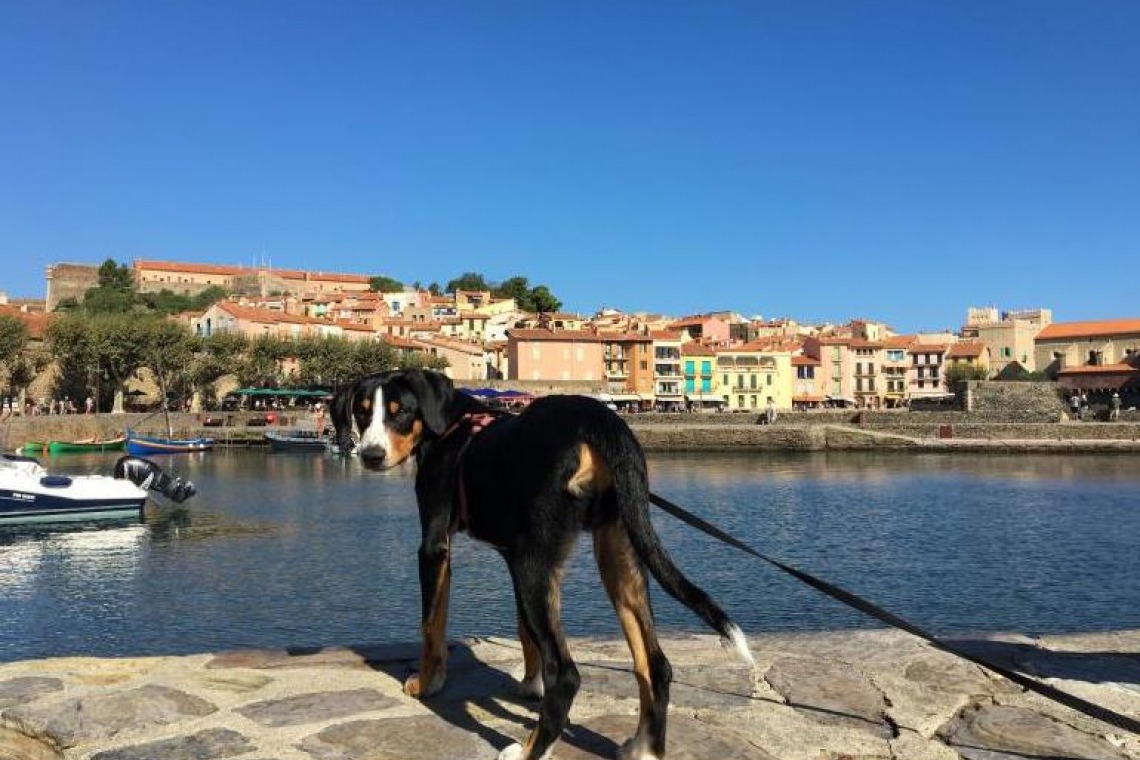 Balade à Collioure