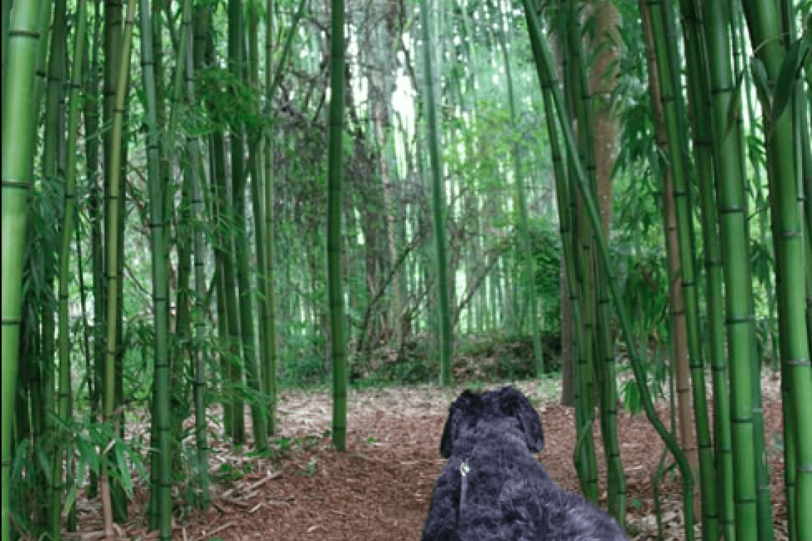 Bambous de Planbuisson