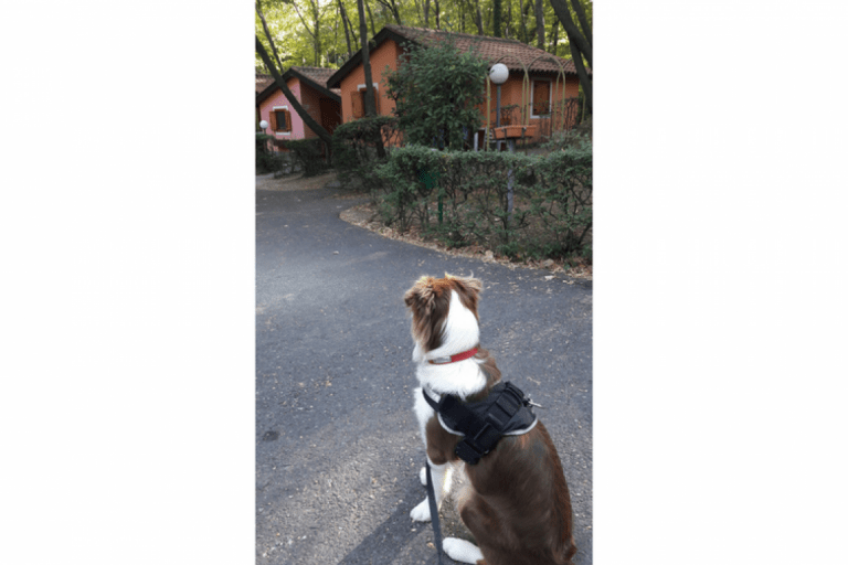 The country Ciribì bungalows village – photo 1