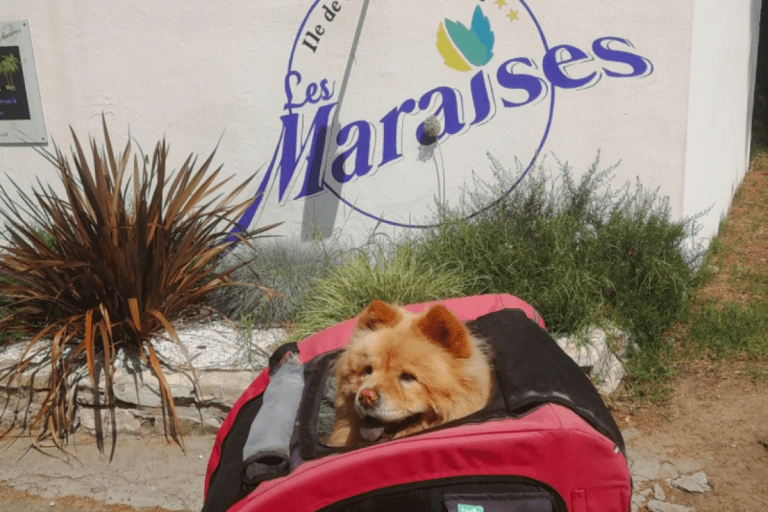 Camping les Maraises – photo 1