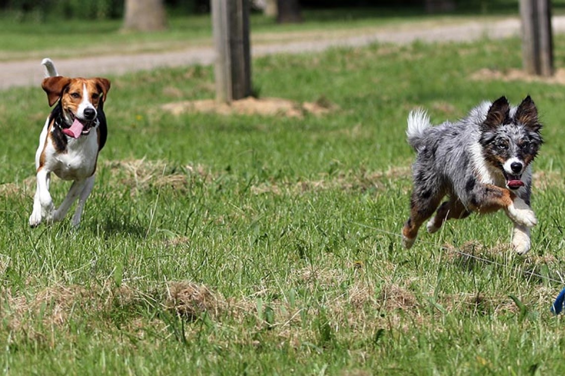 Canirun
