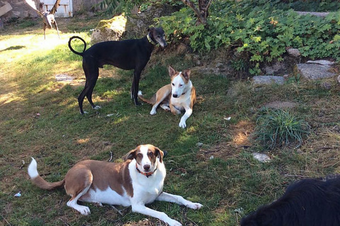 Le chien qui rit
