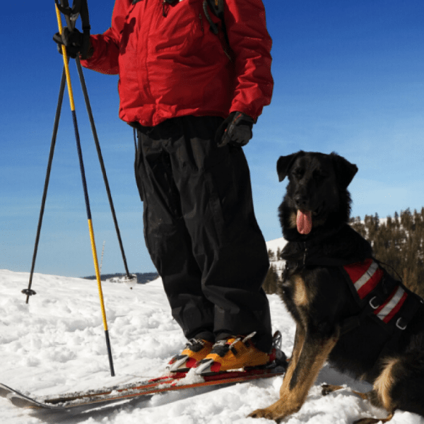 chien_montagne_vacances_ski_hotel-jeu-de-paume_emmetonchien_neige