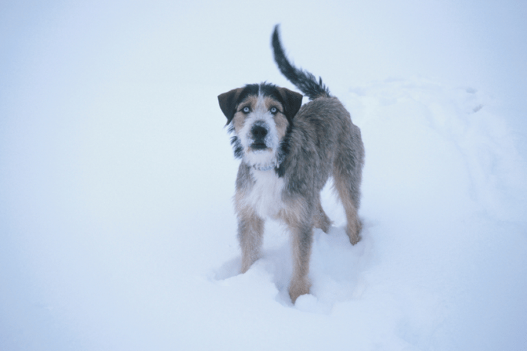 Chamois Lodge – photo 1