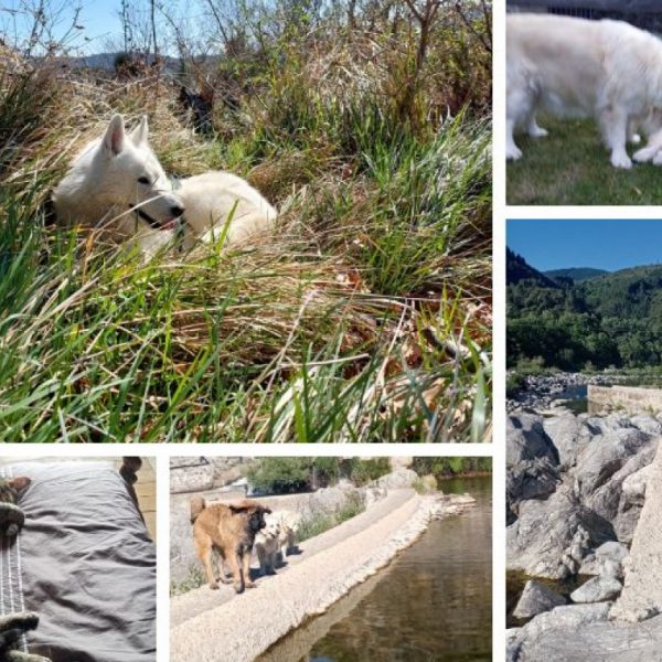 chiens, paysages et rivière dans la nature près des Gîtes du Domaine de Cortenzo- Pont-de-Labeaume - Ardèche - Occitanie