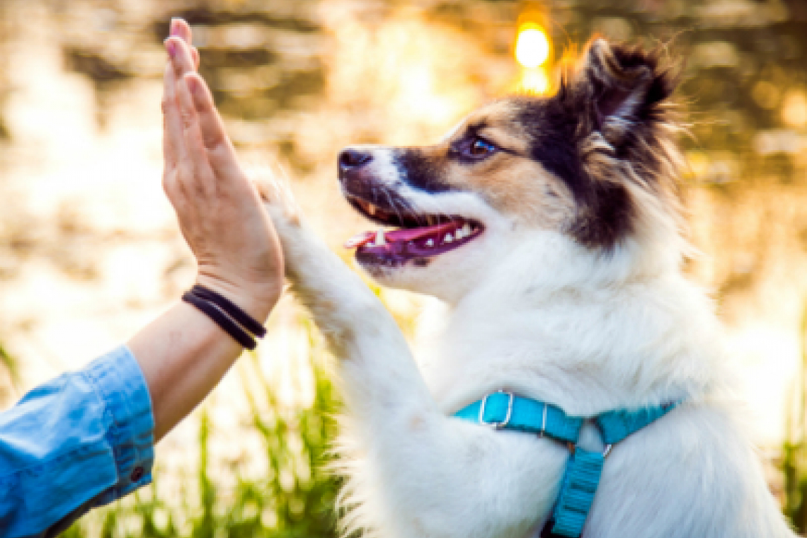 Accompagnement et suivi bien-être animal – Andréa.F