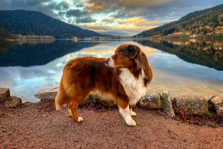 Cottage Jasper by Roof n’Woof – photo 4