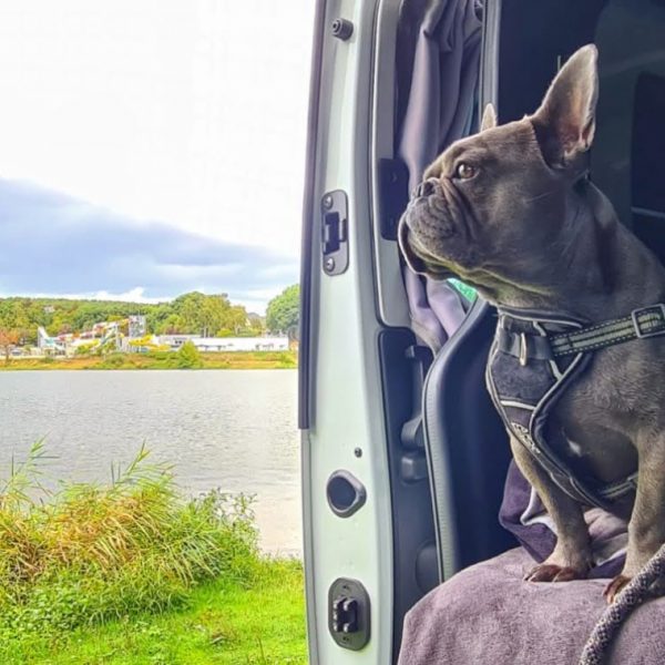 Loutipi - Aluguel de van para cães permitido na Bretanha