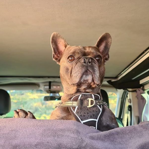 Loutipi - Aluguel de van para cães permitido na Bretanha