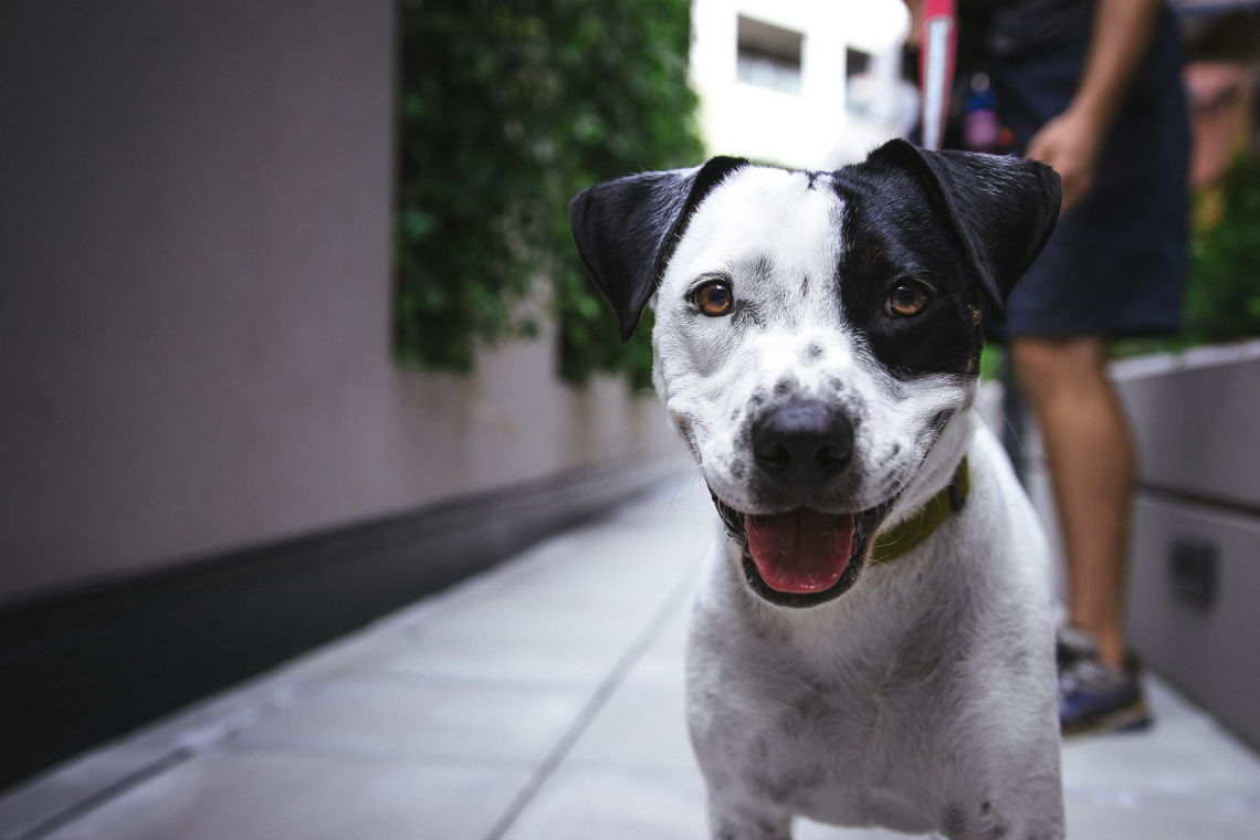 Hotel Chien et Chat – Pension pour chien