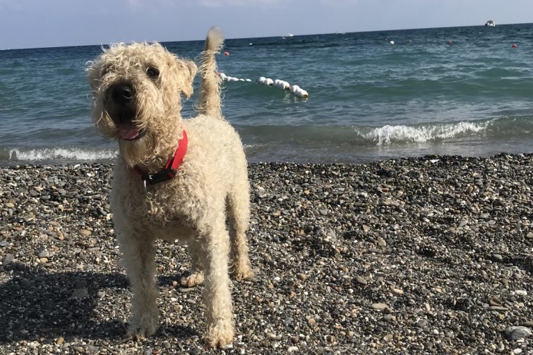 Plage autorisée aux chiens en Italie - Baba Beach, Club de plage à Alassio en Italie