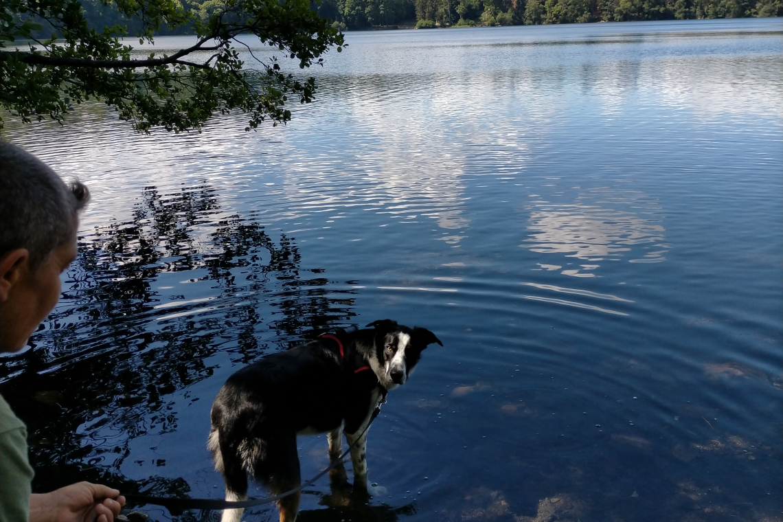 Gour de Tazenat – Lac