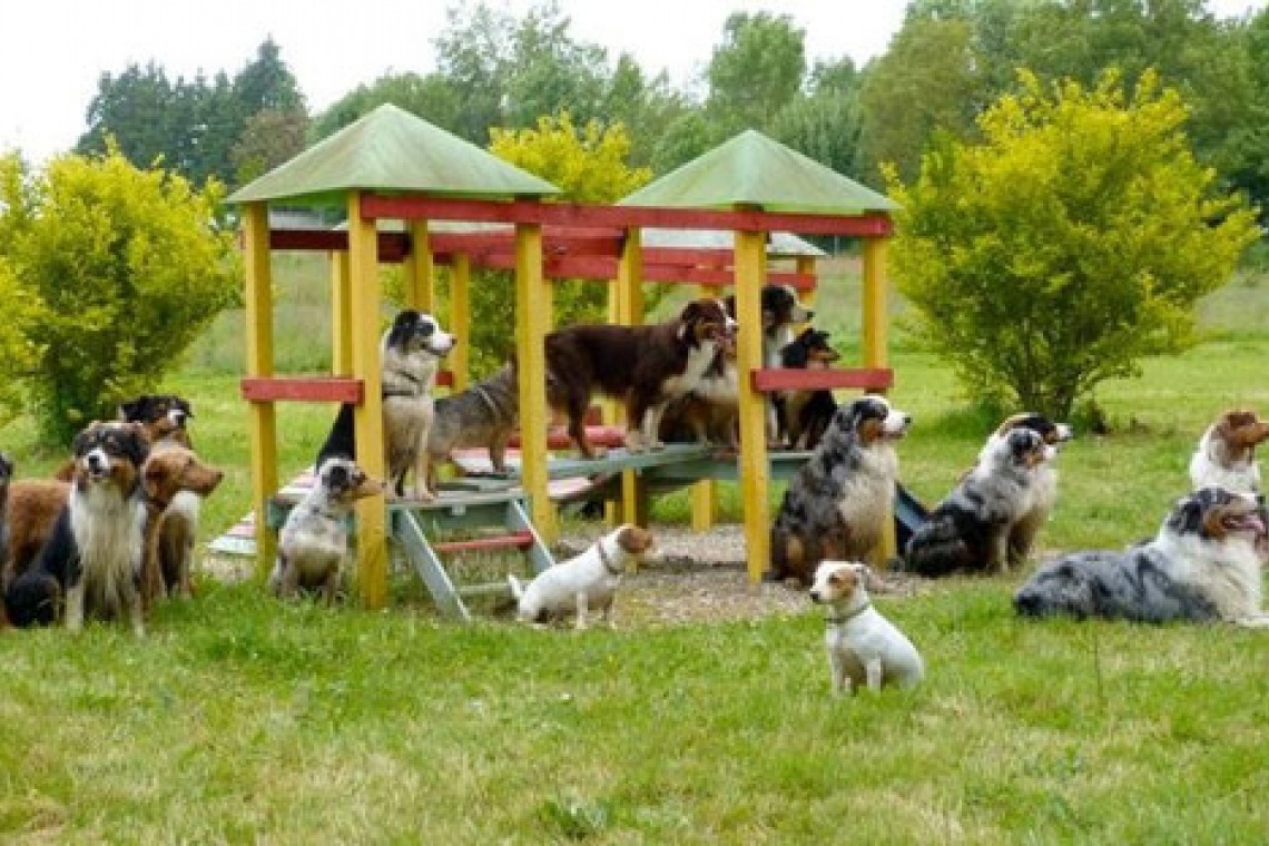 Des chiens en liberté au parc canin de Colmar