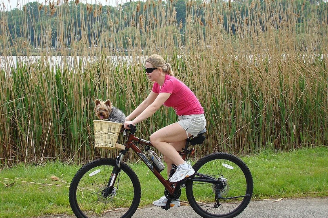 La baleine Royale – Location de vélos