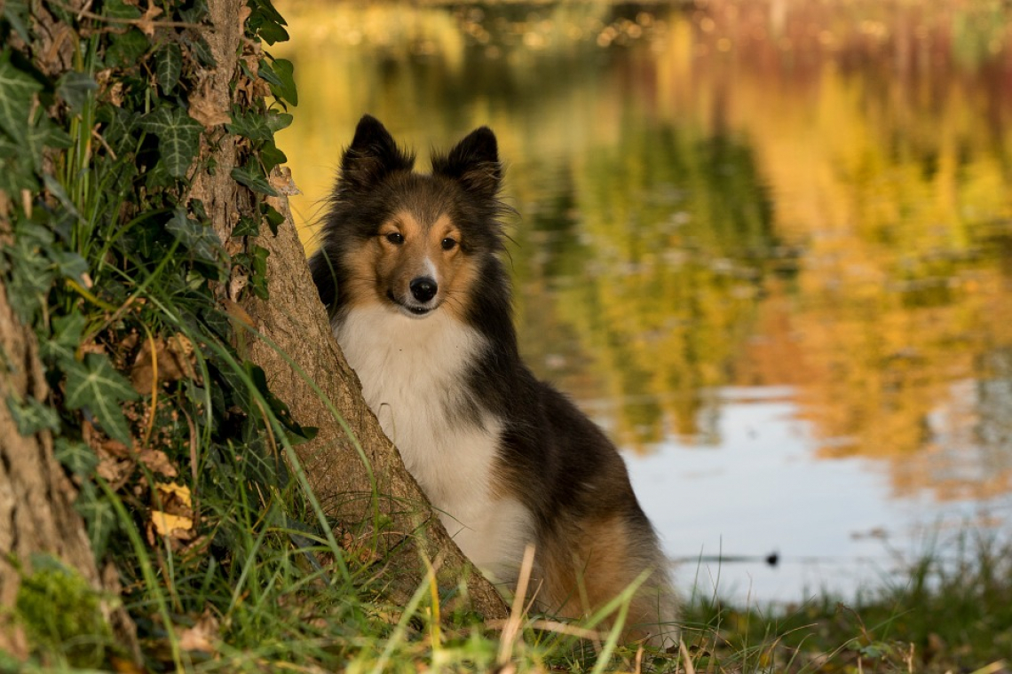 La réserve Naturelle Nationale de l’Etang Saint Ladre