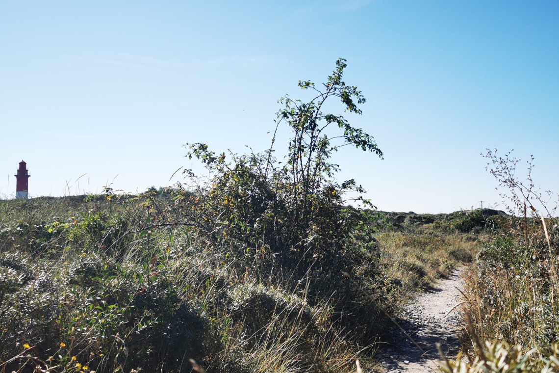 Le Bois des Pins