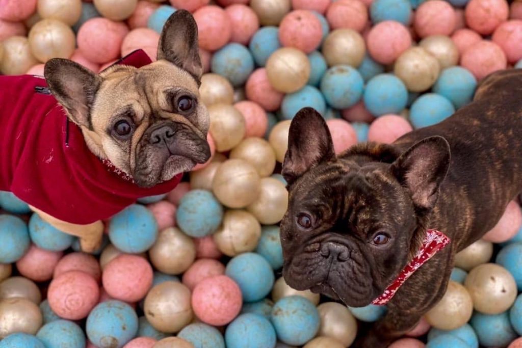 Le Doogo club : un parc de loisirs pour chien ouvre ses portes en Alsace