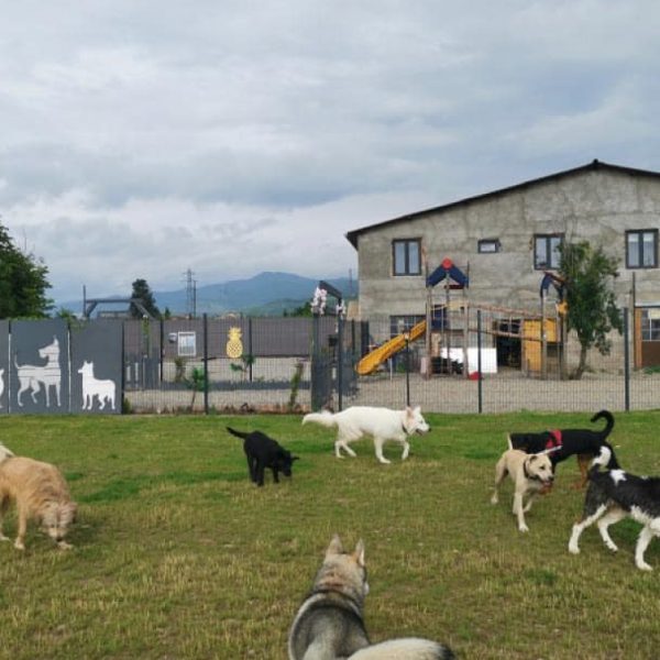 Le Doogo club : un parc de loisirs pour chien ouvre ses portes en