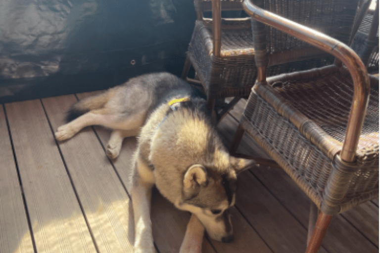 Chez Victor – photo 1