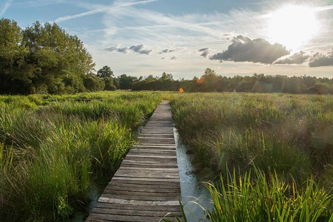 Le marais du Grand Hazé