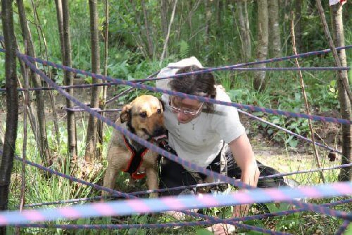 Out Dog Adventure Parc
