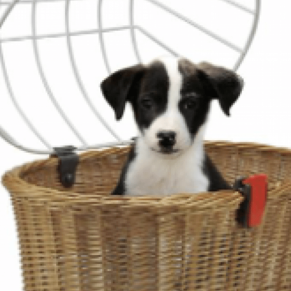 Loutipi - Vermietung von Hundetransportern in der Bretagne erlaubt