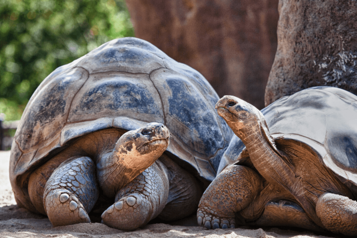 Parc de La vallée des Tortues