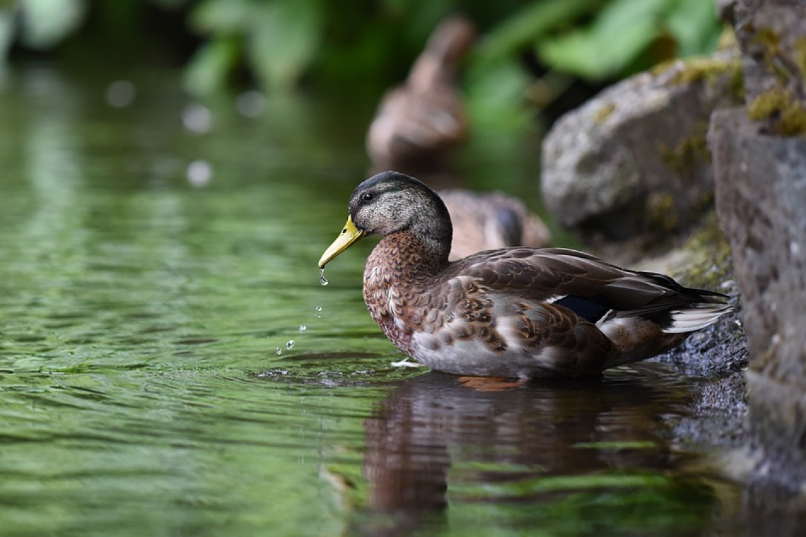 Réserve naturelle de l’Eiblen