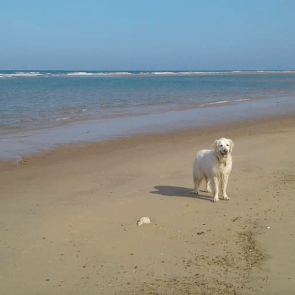 Plage de la coubre - Tremblade