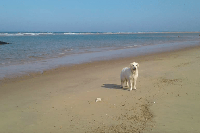 Plage du phare de la Coubre – photo 1