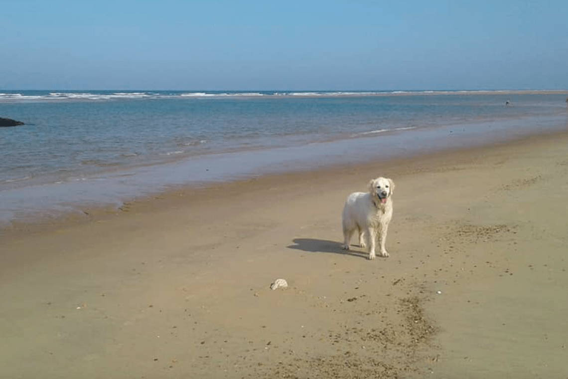 Plage de la coubre – Tremblade