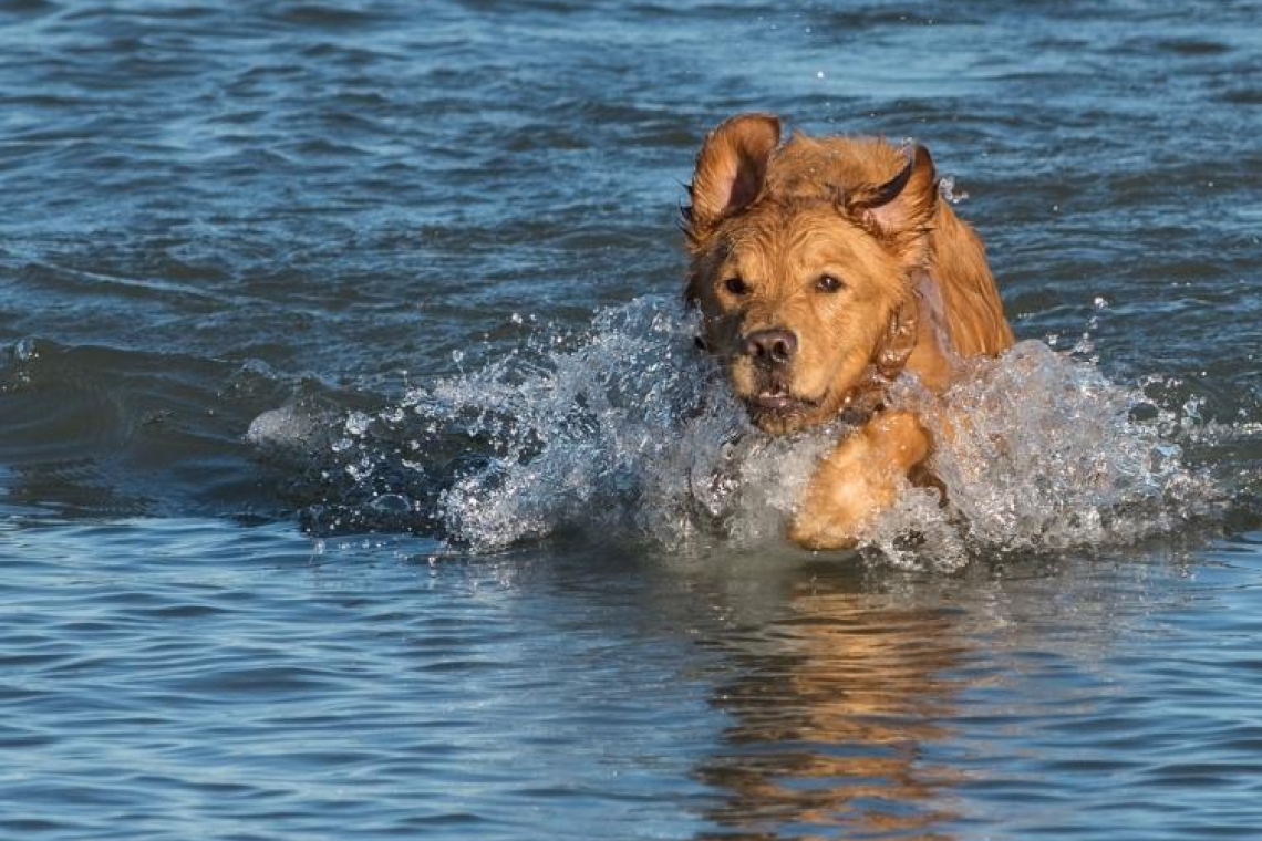 Dog Beach – Plage de la Seyne-sur-mer
