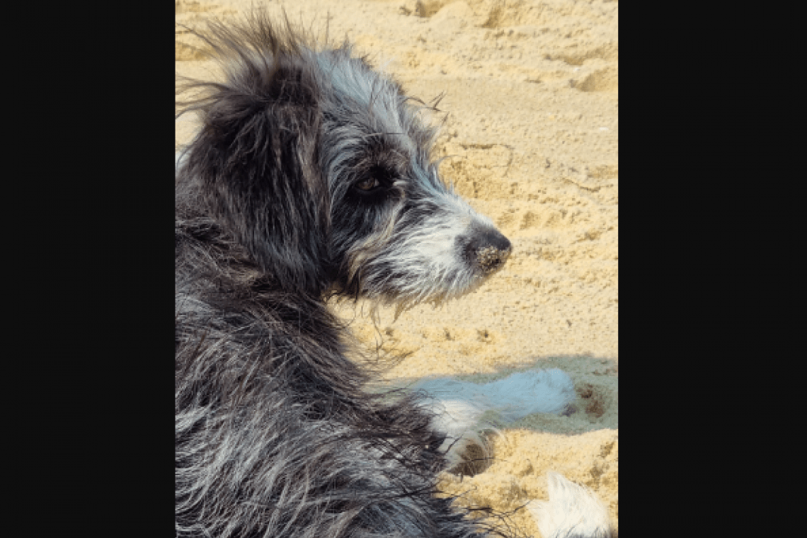 Plage du Lac marin – Soustons