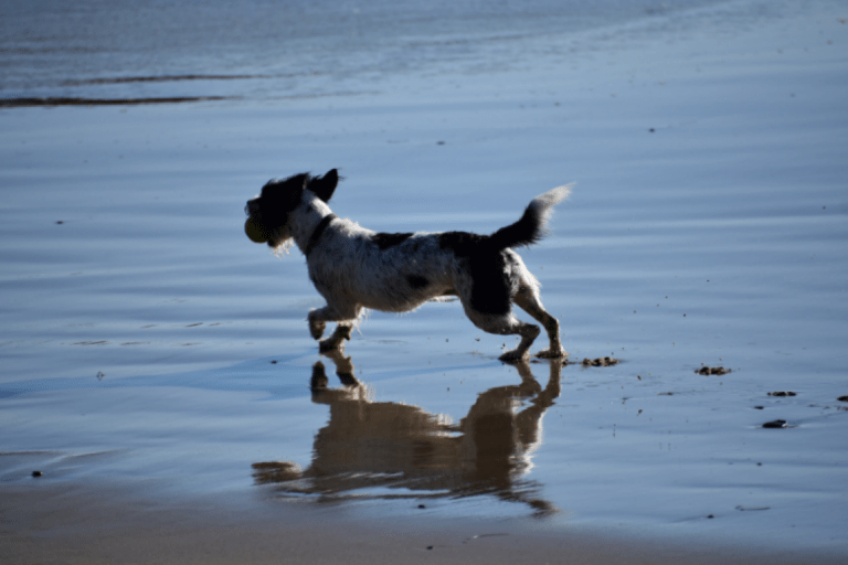 La plage du Drehen – photo 1