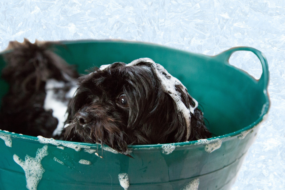 Toiletteur – Au Bonheur des chiens