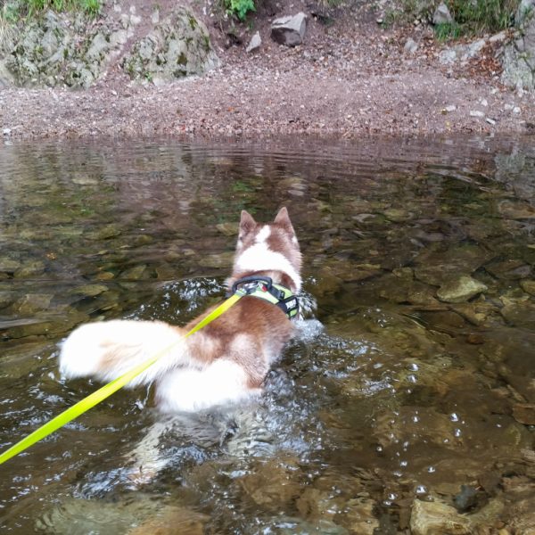 randonnée dans l'eau avec son chien balade en Normandie dans la Manche