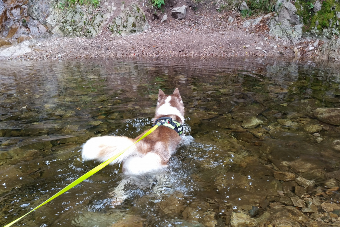 Randonnée “Le papillon au fil de l’eau à Saint-Pois”