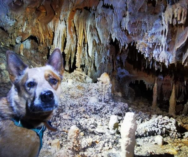 La Grotte Aven Forestière